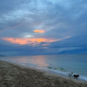 Meet your Posher, Marley